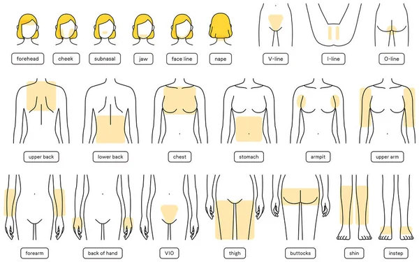 Hair Removal Illustrations for Women by Parts, Facial Hair Removal, VIO, Upper Body, Lower Body
