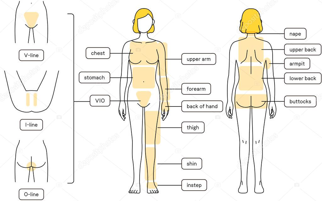 Hair Removal Illustrations for Women Full Body and VIO