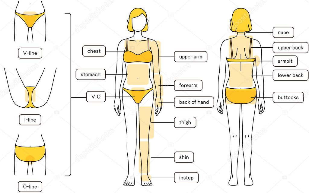Hair Removal Illustrations for Women Full Body and VIO