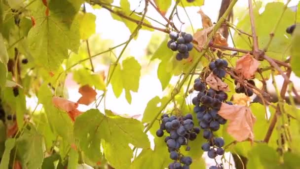 Hands pluck ripe grapes — Stock Video