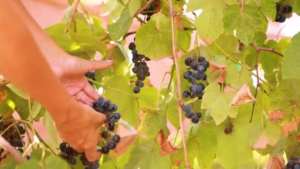 Handen plukken rijpe druiven — Stockvideo