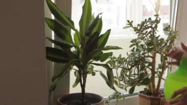  Çiçek yetiştiren genç bir kadın.