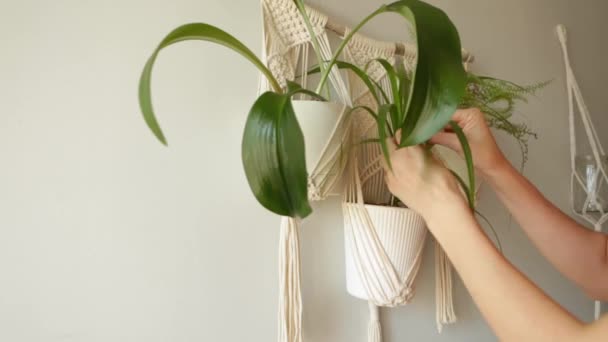 A young Woman looking after houseplant. — Stock Video