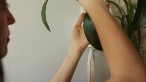 A young Woman looking after houseplant — Stock Video
