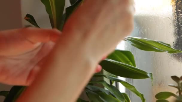 집안 식물을 돌보고 있는 젊은 여자. — 비디오