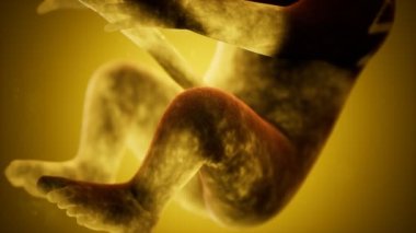 Bir insan fetüsünün tıbbi 3 boyutlu animasyonu