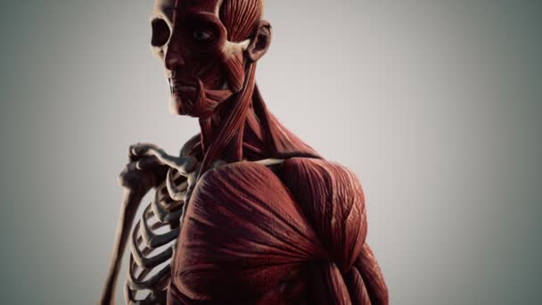 Muscular and skeletal system of human body — Stock Video