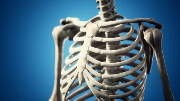 Esqueleto humano completo de pie — Vídeos de Stock