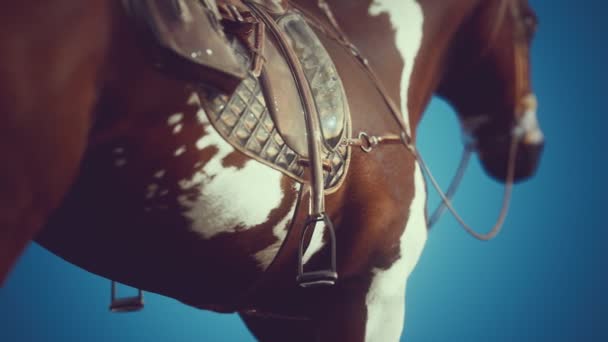 骑在马背上的马鞍 — 图库视频影像