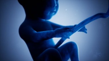 Bir insan fetüsünün tıbbi 3 boyutlu animasyonu