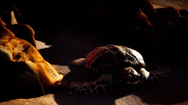 Sea turtle at beach sand — Stock Video