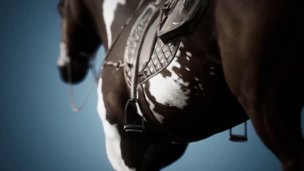 Sela com estribos em umas costas de um cavalo — Vídeo de Stock