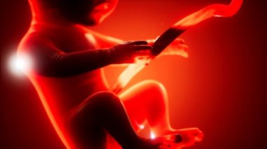 Bir insan fetüsünün tıbbi 3 boyutlu animasyonu