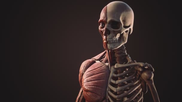 Sistema muscular y esquelético del cuerpo humano — Vídeo de stock