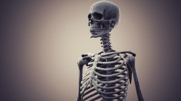 Volledig menselijk skelet staand — Stockvideo