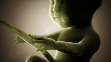 Bir insan fetüsünün tıbbi 3 boyutlu animasyonu