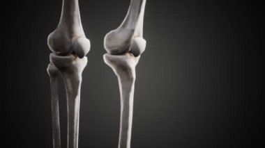 Tam bir insan iskeleti