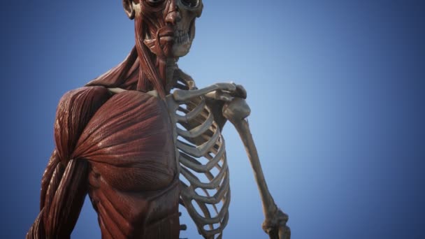 Muscular and skeletal system of human body — Stock Video