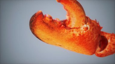 Makroda ıstakoz pençesi