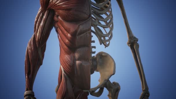 Insan vücudunun kas ve iskelet sistemi — Stok video
