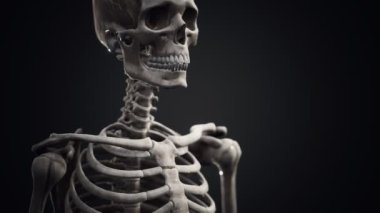 Tam bir insan iskeleti