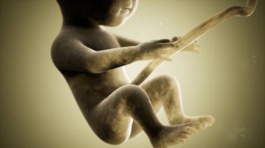 Bir insan fetüsünün tıbbi 3 boyutlu animasyonu