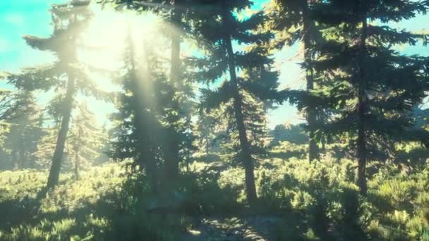 Green trees of the spruce forest — Stock Video