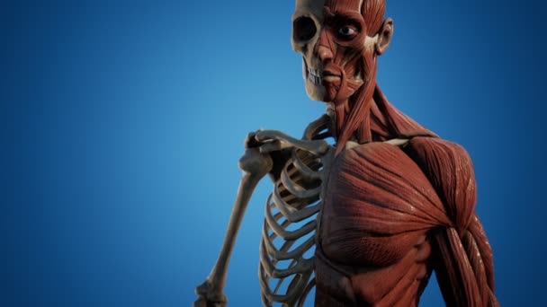 Az emberi test izom- és vázrendszere — Stock videók