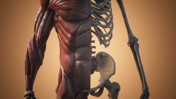 Sistema muscular y esquelético del cuerpo humano — Vídeo de stock