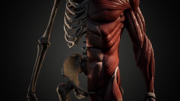 Muscular and skeletal system of human body — Stock Video