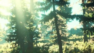 Çam ormanının yeşil ağaçları