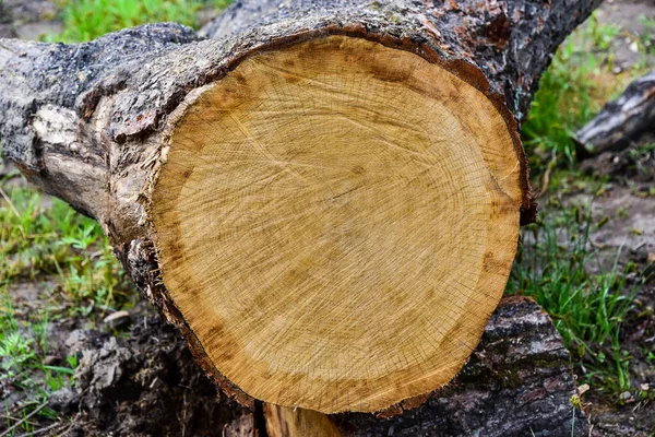 Seção Árvore Madura Serrada Com Rachaduras Anéis Marcas Rachaduras Radiais — Fotografia de Stock