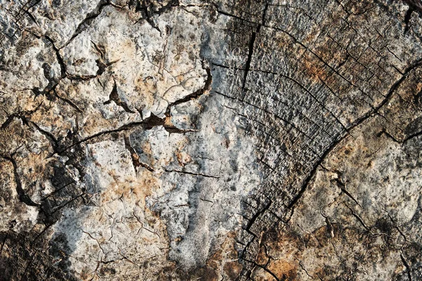 표면의 갈라진 곰팡이 — 스톡 사진
