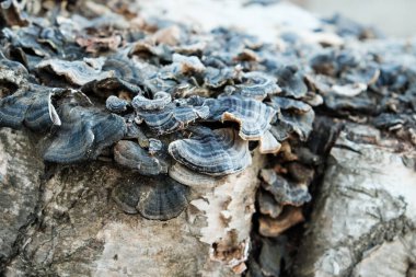 Ağaç gövdesindeki mantarları kapatın..