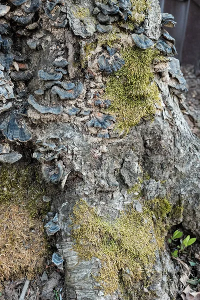 Cogumelos Musgo Crescem Toco Árvore Floresta — Fotografia de Stock