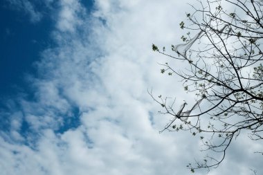 Doğa ve toprak kirliliği. Mavi gökyüzünde plastik torbalarla kaplı ağaçlar.