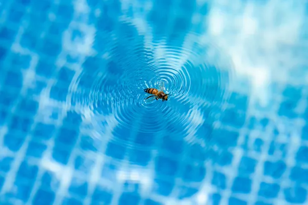 蜜蜂被困在游泳池的水里 在水面上产生涟漪 图库图片