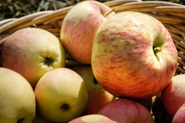 Freshly Harvested Delicious Ripe Apples Wicker Basket Close Royalty Free Stock Images