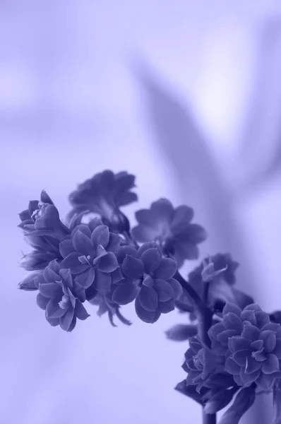 Foto Tonificada Cor Ano Muito Peri Flor Bonita Florescendo Parque — Fotografia de Stock