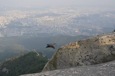 Seul, Güney Kore 'de şehir manzarasının önünde dağlarda uçan kuzgun..