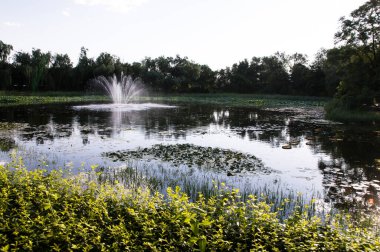 Gün batımında çiçek açan nilüferler ve nilüferlerle gölün ortasında bir çeşme..