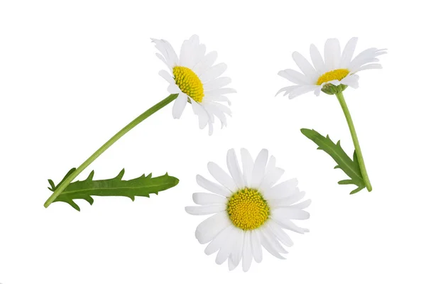 Flores Camomila Isoladas Fundo Branco Vista Superior — Fotografia de Stock