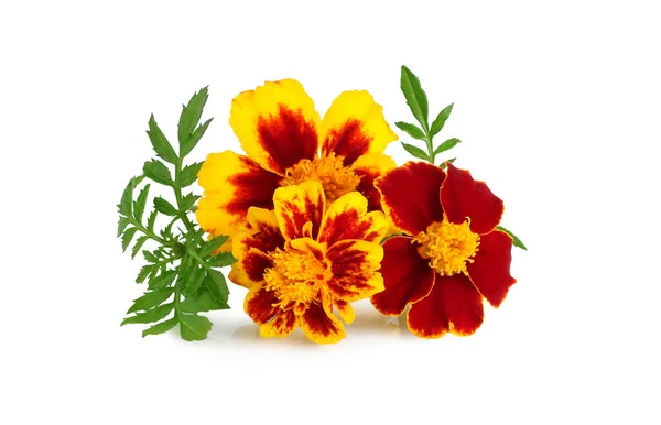 Bunga Marigold Diisolasi Pada Latar Belakang Putih Stok Foto