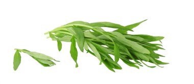 Tarhun beyaz arkaplanda izole edildi.