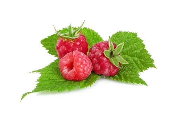 Raspberries Leaves Leaves Isolated White Background Royalty Free Stock Images