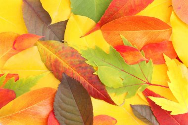 Sonbahar yaprakları, sarı, kırmızı, üst görünüm, arkaplan.