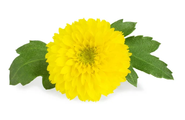 Chrysanthemum Flower Leaves Yellow Isolated White Background Macro — Stock Photo, Image