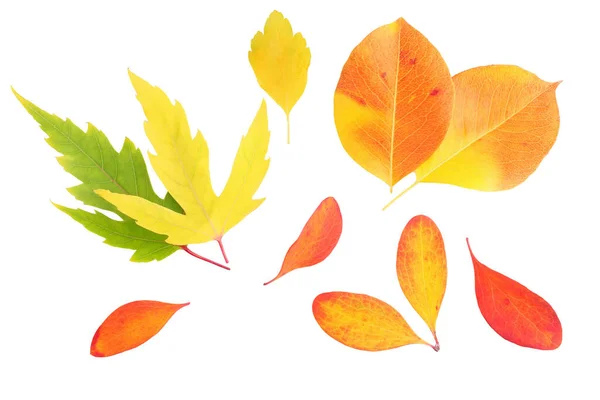 Autumn Leaves Yellow Red Top View Isolated White Background — Stock Photo, Image