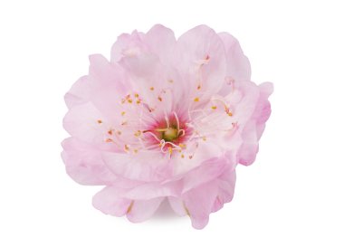 Kiraz çiçeği, pembe, beyaz arka planda izole edilmiş, makro..