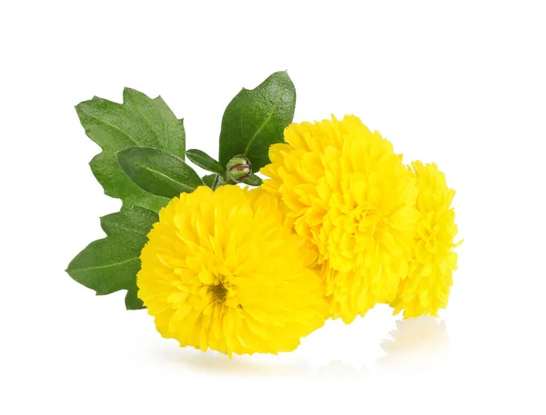Flores Calêndulas Amarelas Com Folhas Isoladas Sobre Fundo Branco — Fotografia de Stock